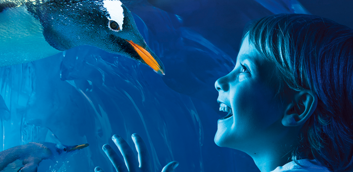 The Penguins Arrive at Sea Life Centre Birmingham