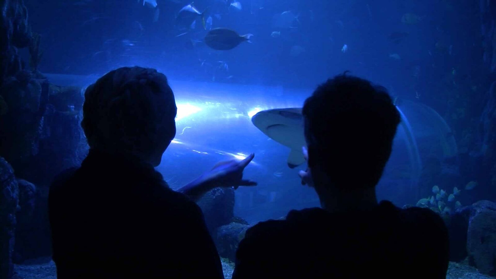 Sea Life Centre Feeding Experiences