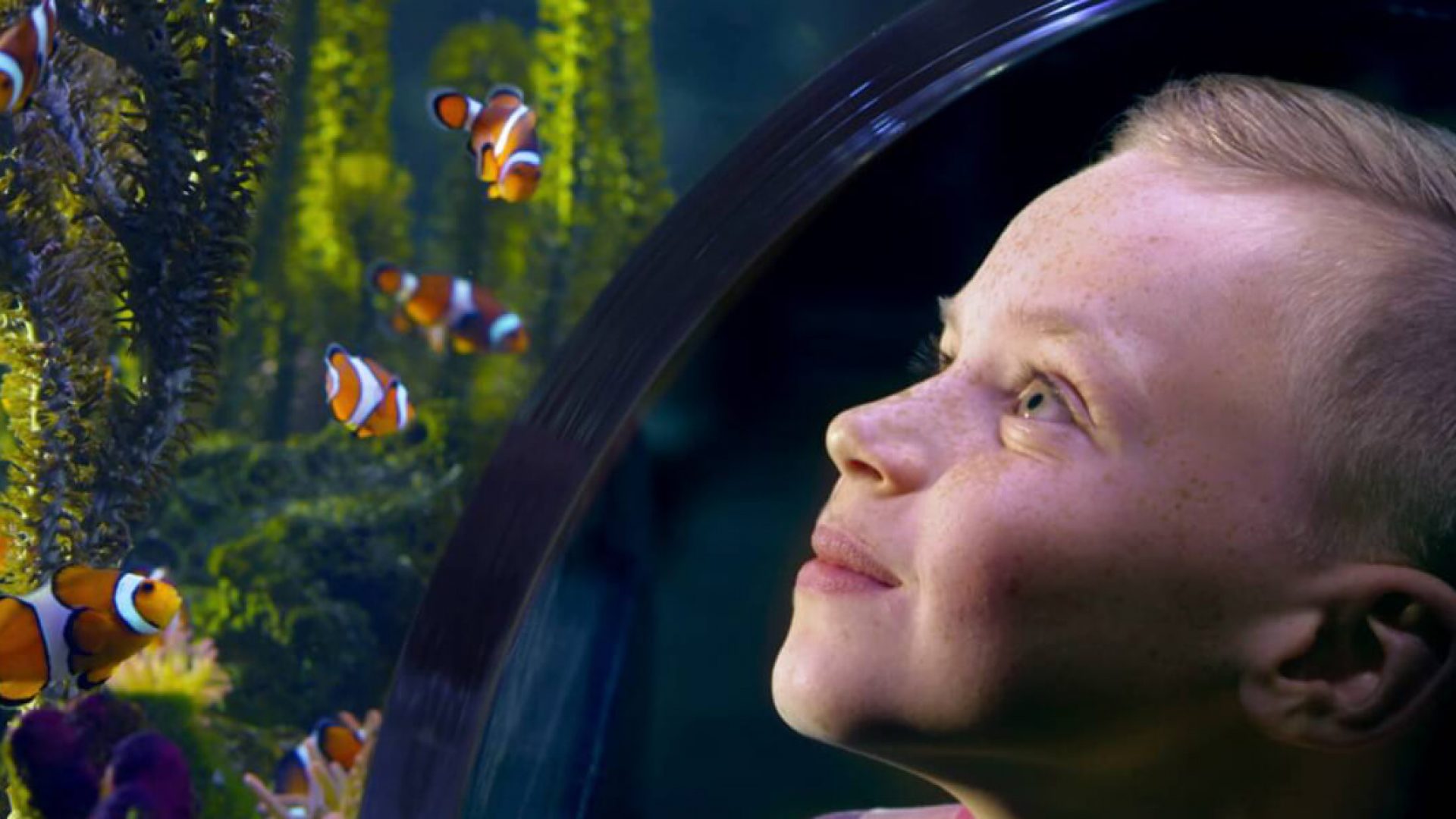 CMA Video Creates Sea Life & Finding Dory Advert