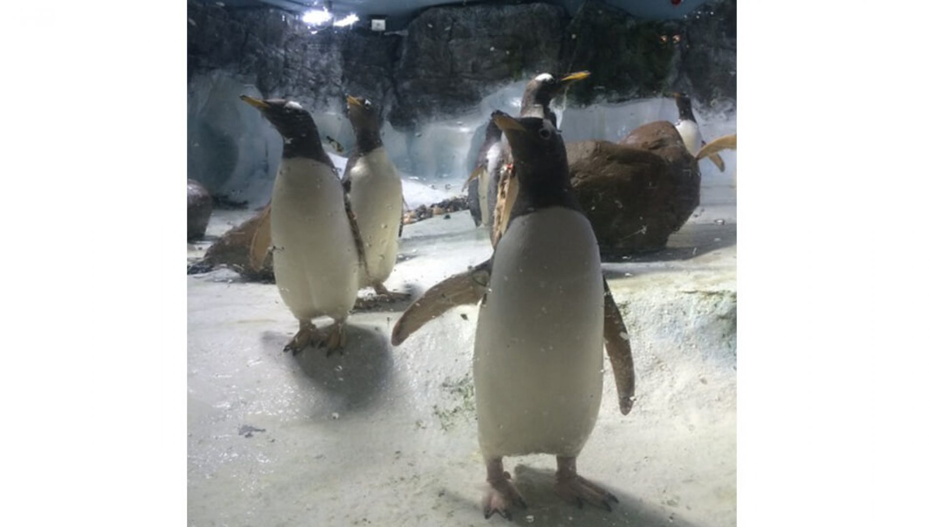 Gentoo Penguins Arrive At The Sea Life Centre