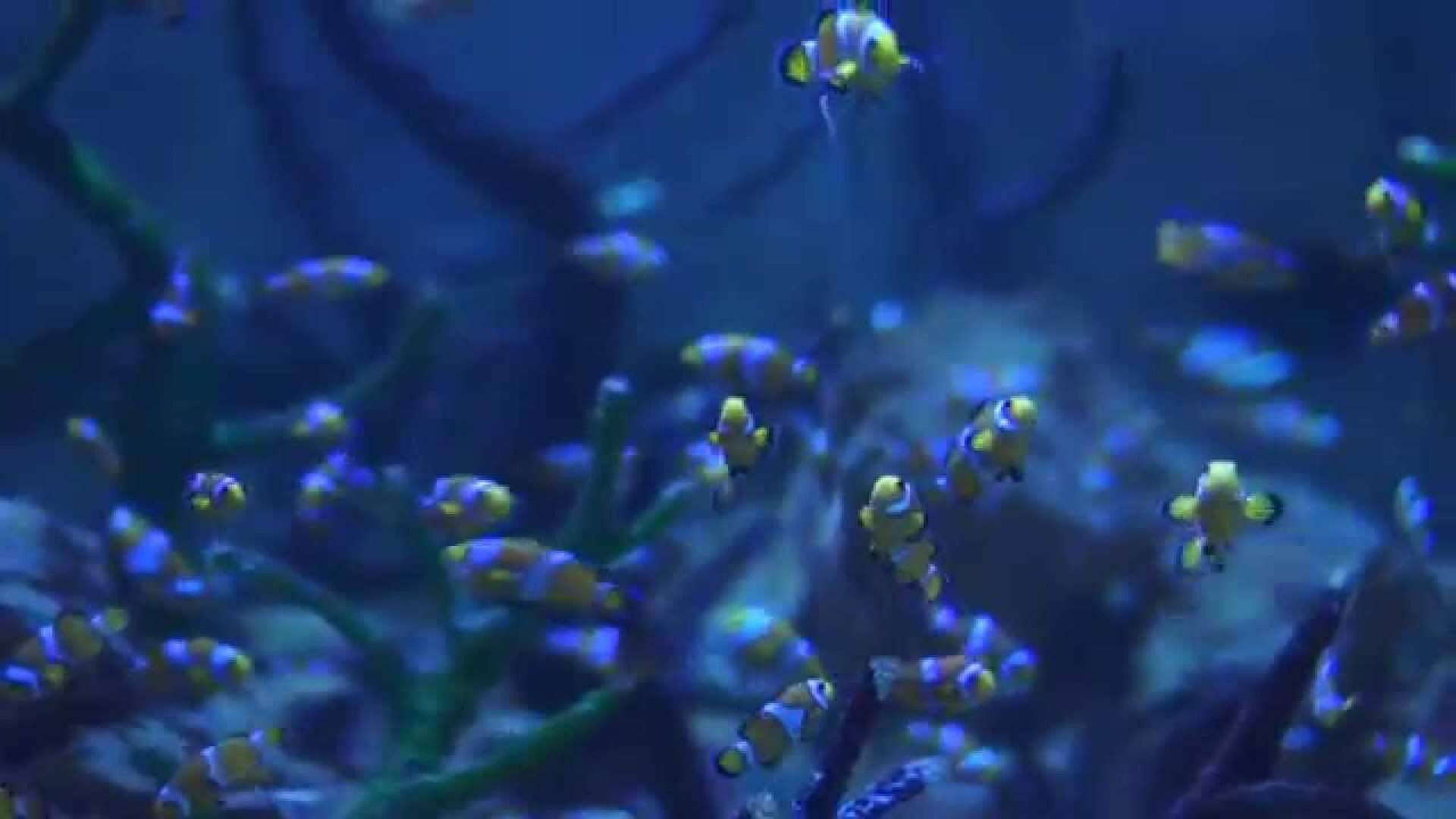 Sea Life Centre Video - Weymouth Rays
