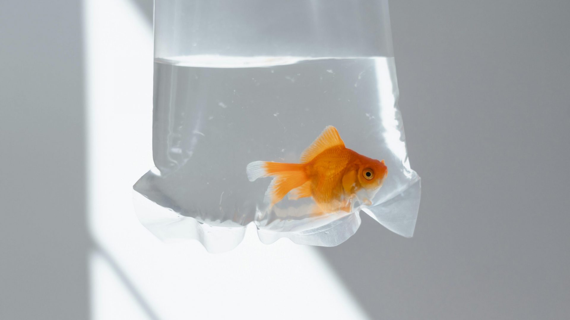 Goldfish in a bag.